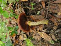 Armillaria mellea image