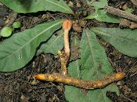 Ophiocordyceps gracilioides image