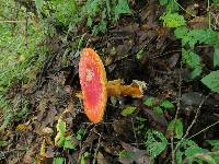 Amanita basii image