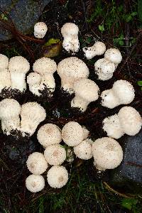 Lycoperdon perlatum image