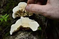 Trametes pavonia image