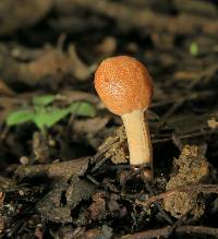 Ophiocordyceps gracilioides image