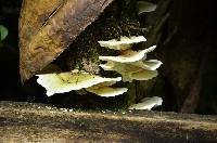 Image of Trametes pavonia