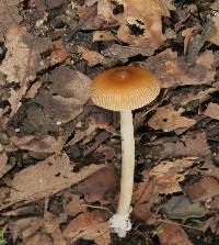 Amanita amerifulva image