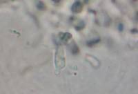 Asproinocybe nodulospora image