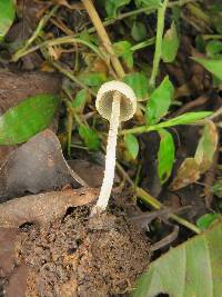 Panaeolus cyanescens image