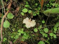 Cotylidia diaphana image