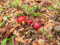 Boletus dupainii image