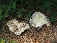 Russula brevipes image