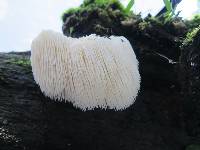 Hericium erinaceus image