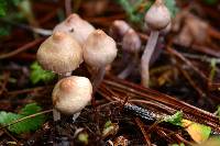 Inocybe geophylla image