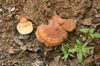 Ganoderma curtisii image