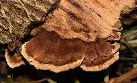 Phellinus gilvus image