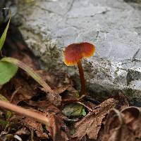 Hygrocybe conica image