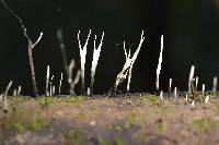 Xylaria hypoxylon image