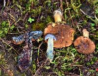 Boletus subvelutipes image