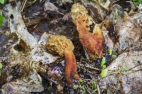 Morchella americana image