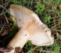 Lactarius alnicola image