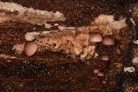Mycena haematopus image