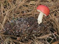 Russula silvicola image