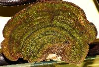 Hexagonia variegata image