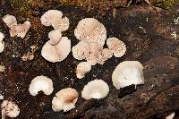 Crepidotus applanatus image