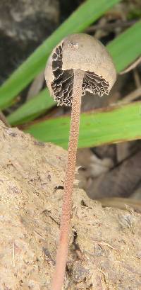 Panaeolus papilionaceus image