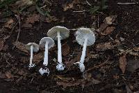 Amanita bisporigera image