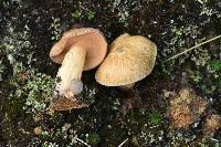 Suillus tomentosus image