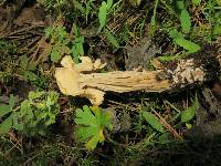 Helvella crispa image