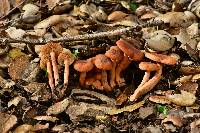 Lactarius rubidus image