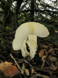 Amanita phalloides image