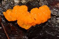 Dacrymyces chrysospermus image