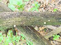 Perenniporia ohiensis image