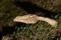 Morchella rufobrunnea image