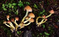 Hypholoma fasciculare image