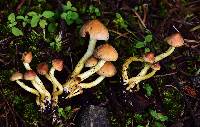 Hypholoma fasciculare image