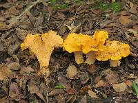 Cantharellus californicus image