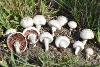 Agaricus campestris image