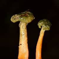 Leotia lubrica image