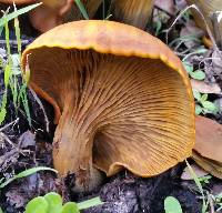 Omphalotus olivascens image