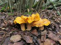 Cantharellus californicus image