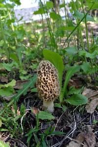 Morchella americana image