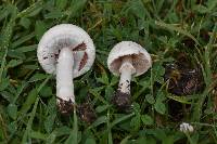 Agaricus campestris image