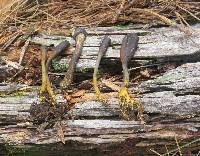 Tolypocladium ophioglossoides image