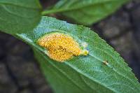 Image of Puccinia coronata