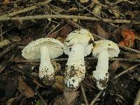 Amanita muscaria image