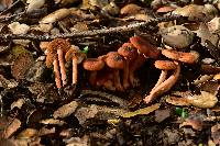 Lactarius rubidus image