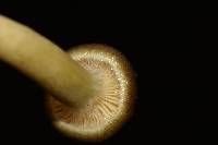 Hygrophorus hypothejus image