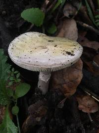 Amanita phalloides image